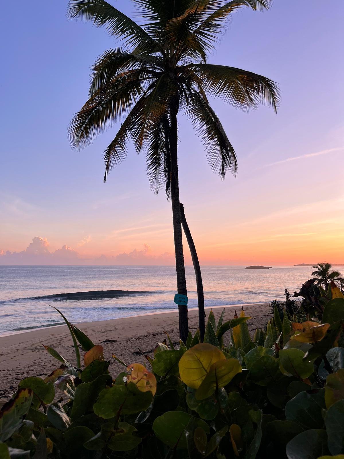 Palm trees by the ocean beneath a pink sky